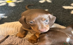 Miniature Dachshund dogs for sale: PRA Clear, KC Reg Miniature Dachshund  - Image 9
