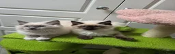 Ragdoll cats for sale: GCCF registered stunning girls available!  - Advert 2