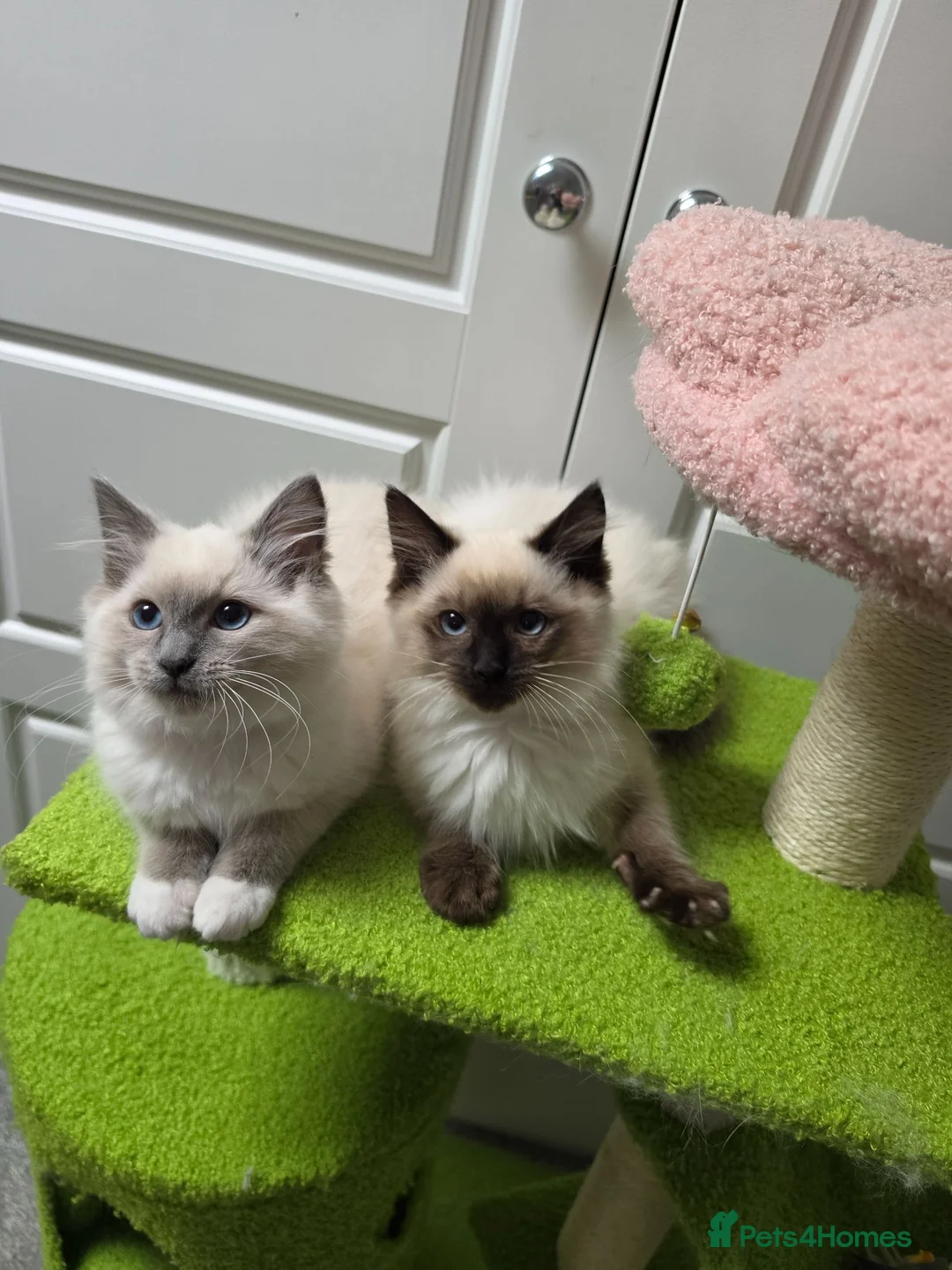 Ragdoll cats for sale: GCCF registered stunning girls available!  - Advert 2