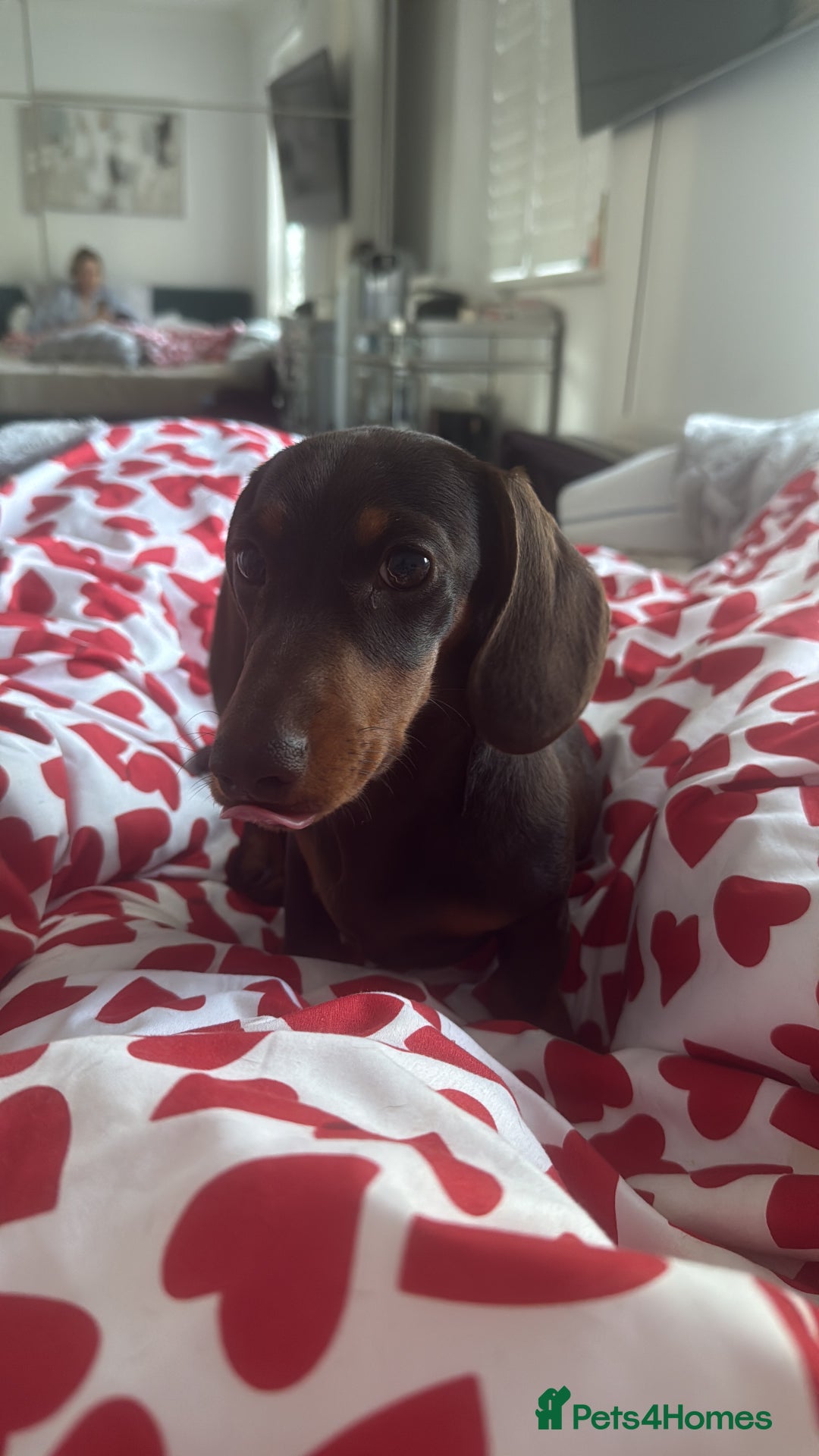 Miniature Dachshund dogs for stud: Miniature Dachshund Rolo - Advert 2