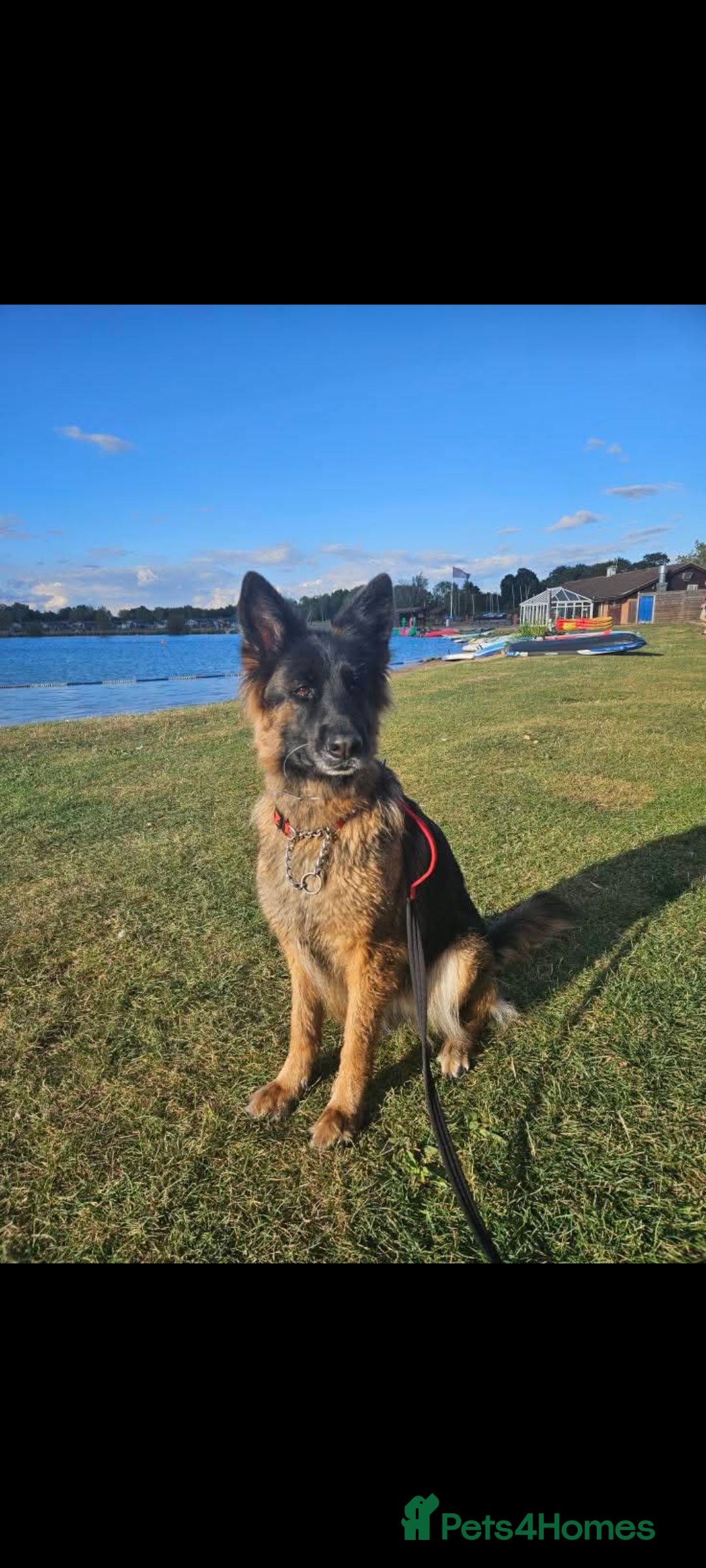 German Shepherd dogs for sale: Puppies  - Advert 12