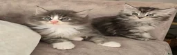 Maine Coon cats for sale: READY AUGUST- Tica Pedigree Maine Coons - Advert 8