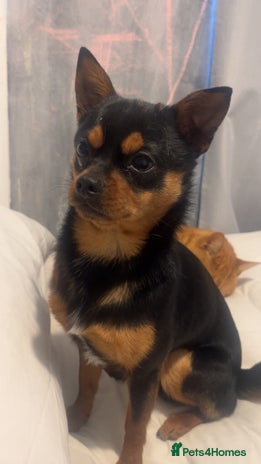 Chihuahua dogs - Advert 9