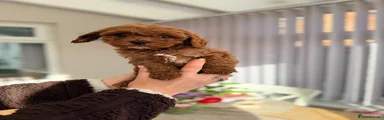 Cavapoo Puppy 2