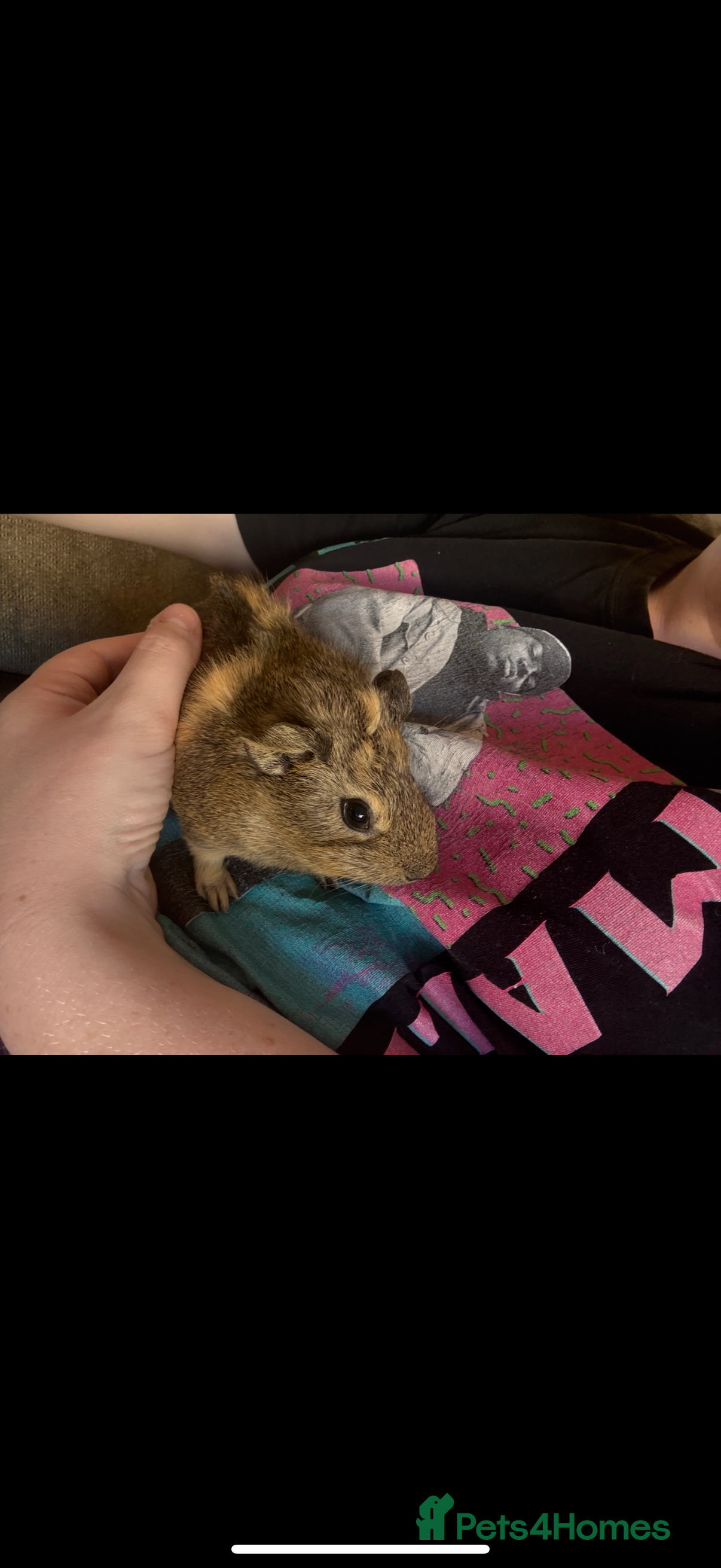 Guinea Pig rodents 2 Young Male Guinea Pigs - Cage included - Advert 1