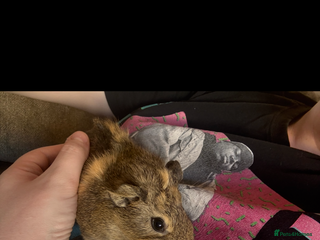 Guinea Pig rodents 2 Young Male Guinea Pigs - Cage included - Advert 1