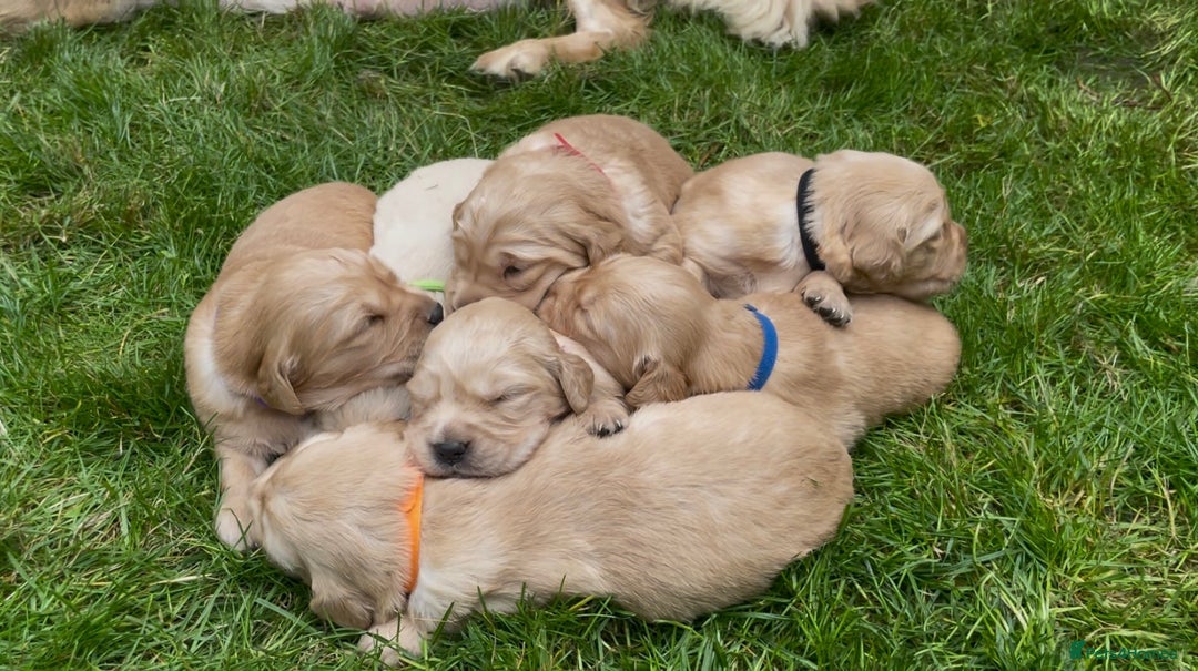 Golden Retriever dogs for sale: OUTSTANDING PEDIGREE GOLDEN RETRIVER PUPPIES KC - Image 5
