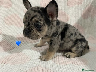 French Bulldog dogs French bulldog puppies - Advert 5