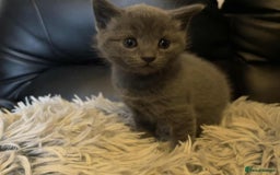 British Shorthair cats for sale: BSH kittens mixed - Image 1