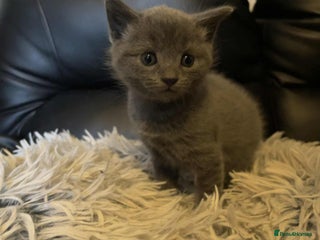 British Shorthair cats for sale - Advert 1