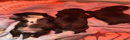 Shih Tzu dogs for sale: Shih tzu  - Advert 3