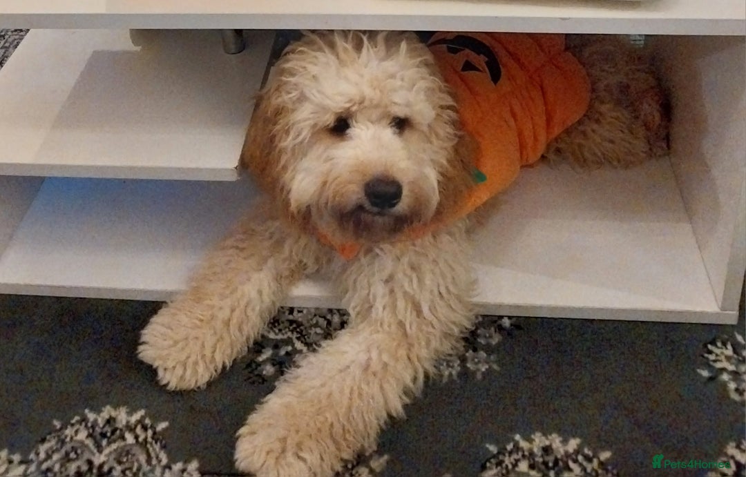 Cockapoo dogs for sale: Lovely 7 month old cockapoo - Advert 2