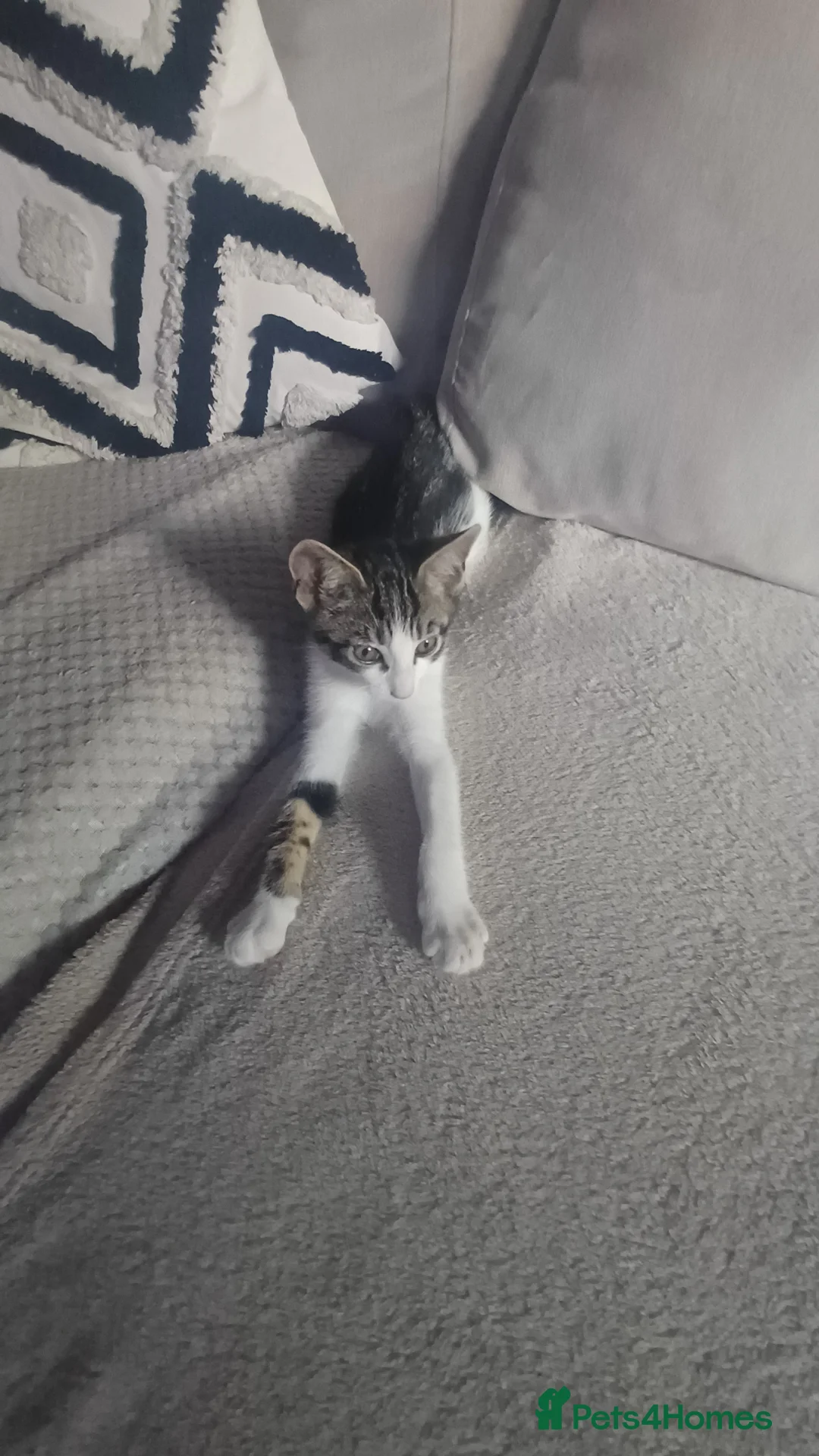 British Shorthair cats for sale: Loving kitten ready for rehoming  - Advert 2
