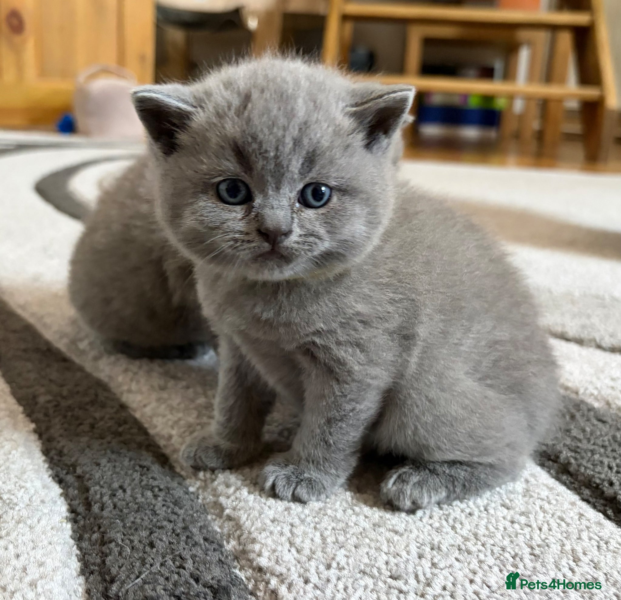 British Shorthair cats Beautiful kitties - Advert 1