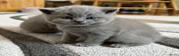 British Shorthair cats for sale: Beautiful kitties - Advert 1