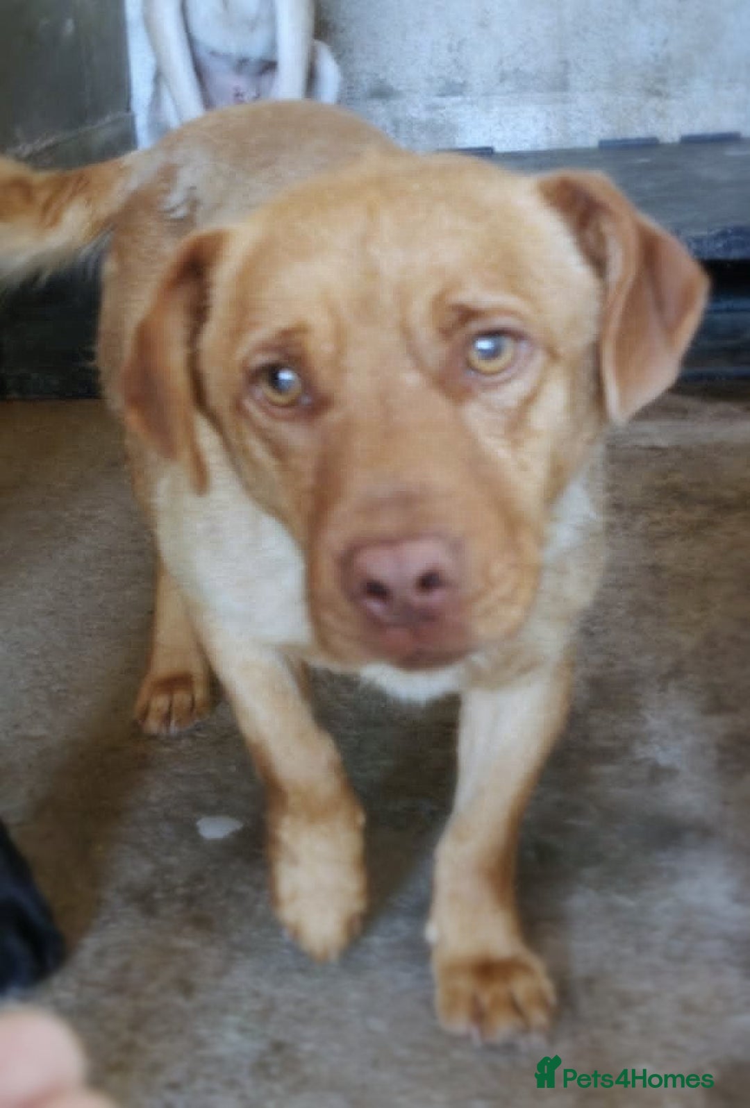 Mixed Breed dogs for adoption: 🐾 Mokka – a little boy with a gentle soul 🐾 - Image 2