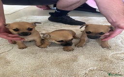 Pomchi dogs for sale: 3 girls pomchi - Image 1