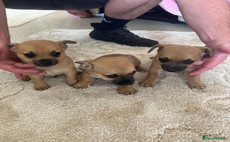Pomchi dogs - Advert 5