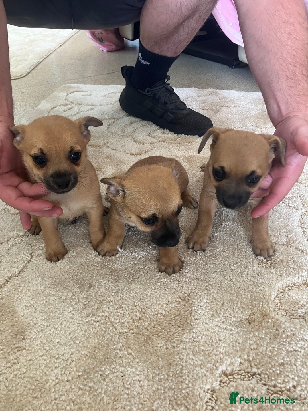 Pomchi dogs for sale: 3 girls pomchi - Image 1