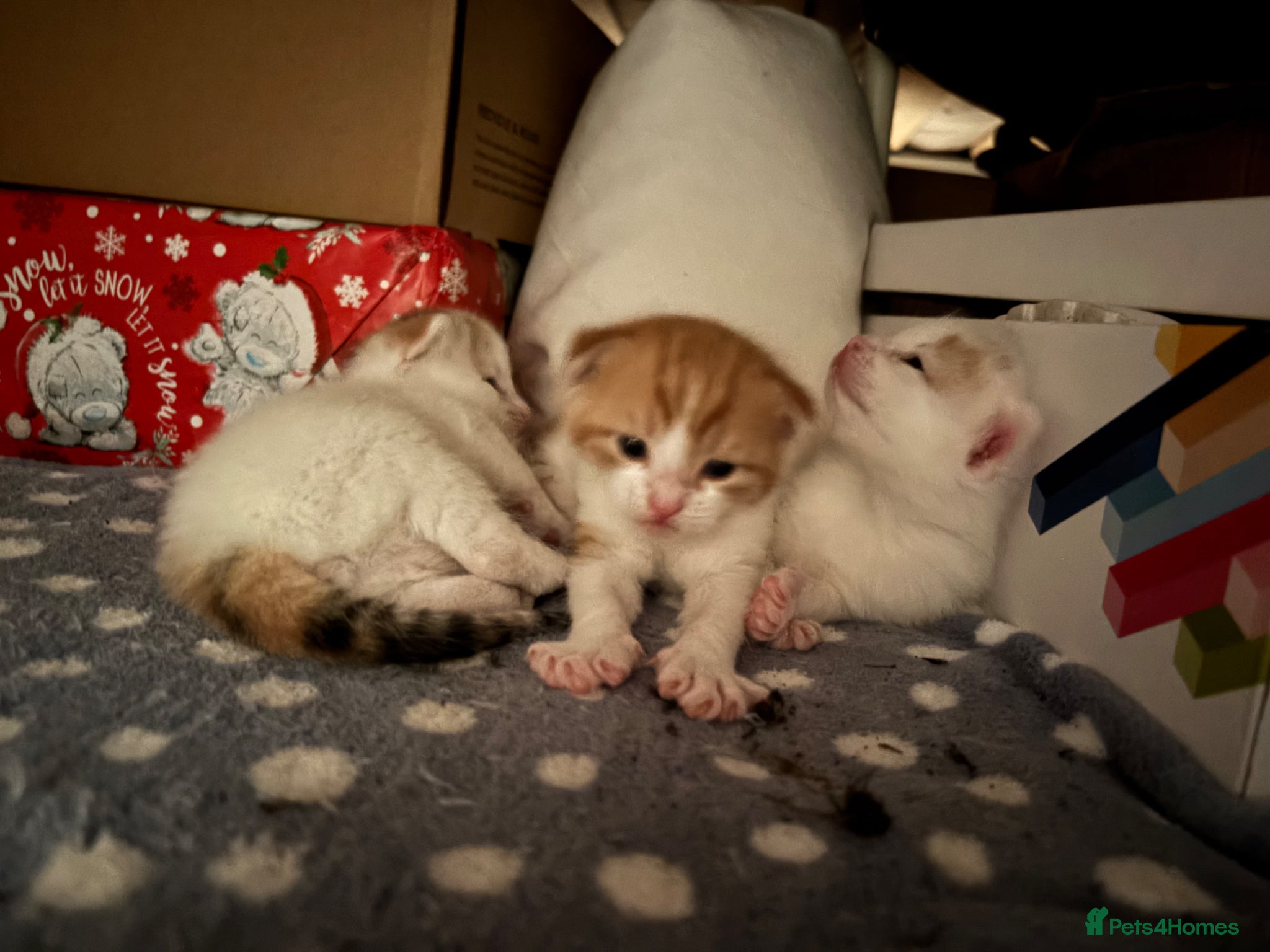 Domestic Shorthair cats Gorgeous white and ginger mixed kittens - Advert 1
