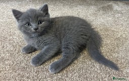 British Shorthair cats for sale: British Shorthair Cross - Image 2