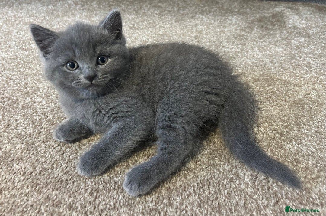 British Shorthair cats for sale: British Shorthair Cross - Image 2