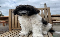 Standard Poodle dogs for sale: Standard Poodle x St Berdoodle  - Image 11