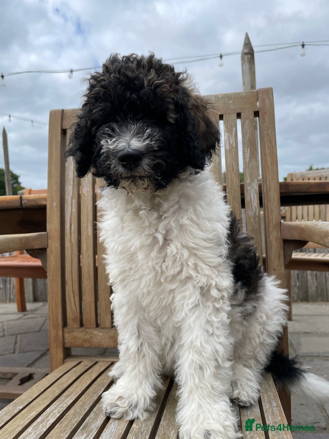 Standard Poodle dogs for sale: Standard Poodle x St Berdoodle  - Image 11