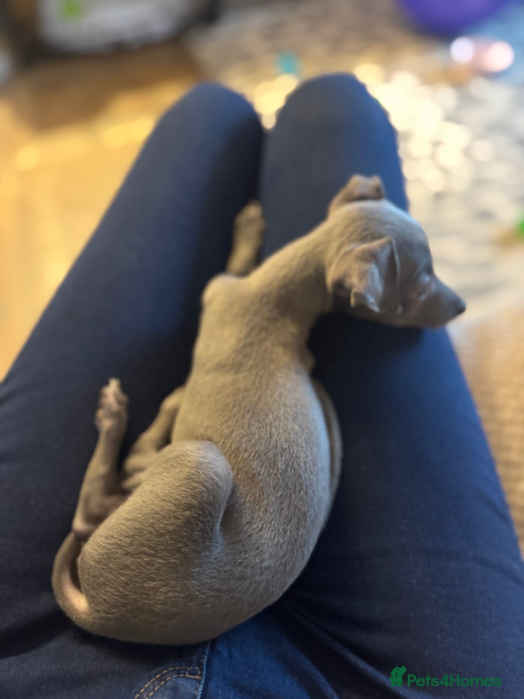 Italian Greyhound dogs for sale: Unfortunate resale due to allergies - Advert 6