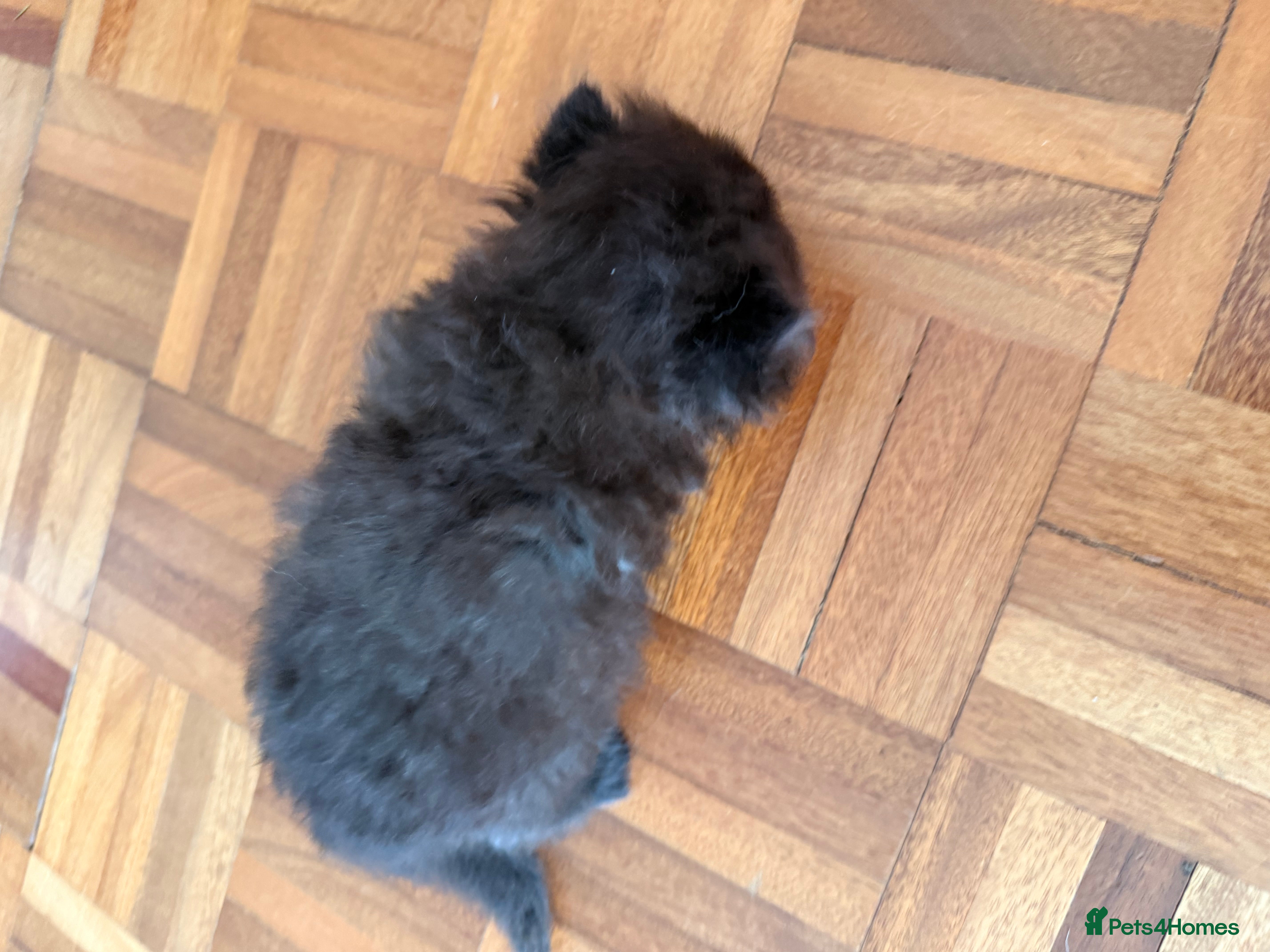 British Longhair cats for sale: Beautiful rainbow litter now available to reserve - Advert 26