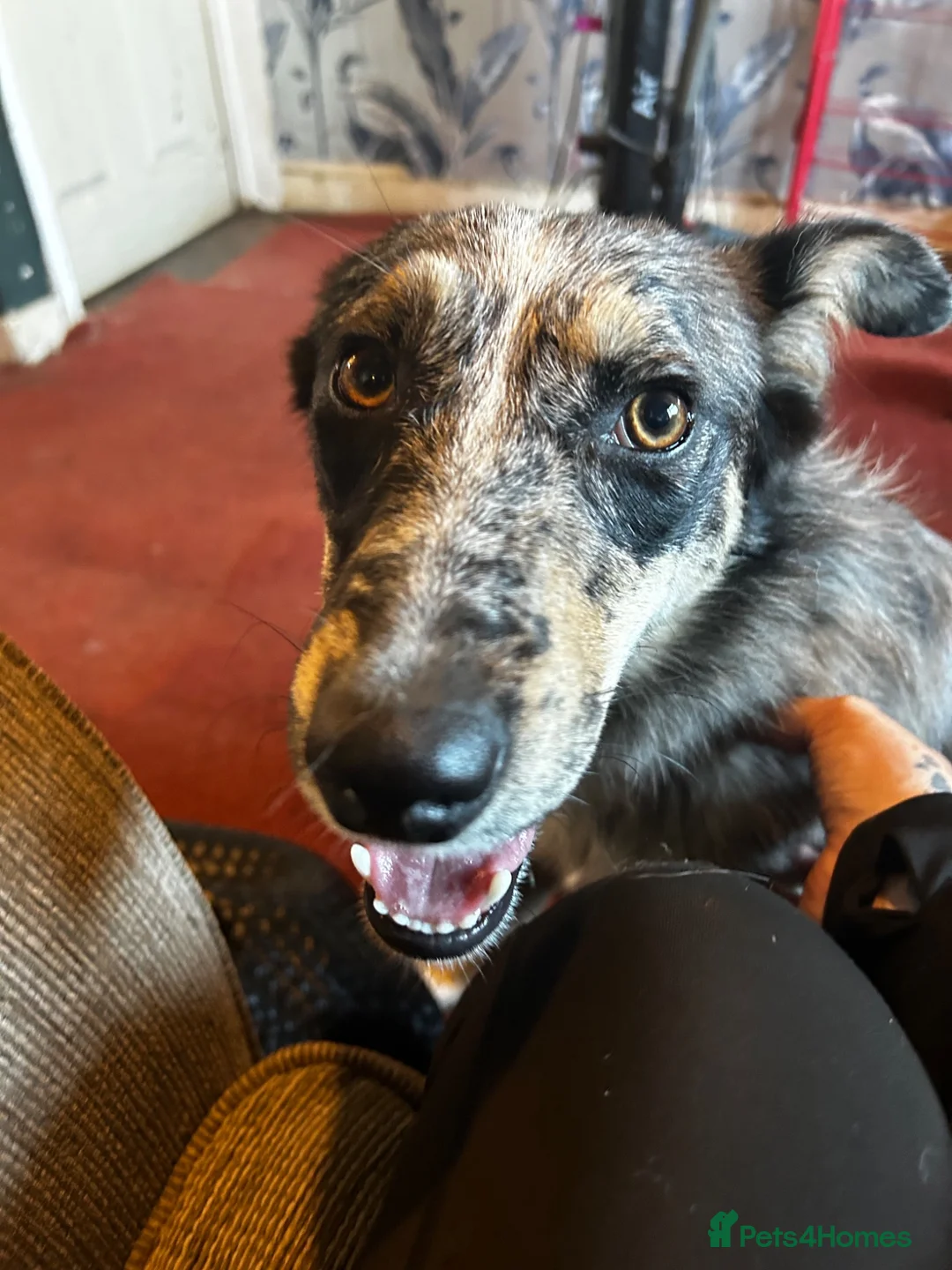 Mixed Breed dogs for sale: mave  - Advert 13