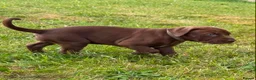 Bandog dogs for sale: BANDOG MASTIFF PUPPIES, TOP EUROPEAN WORKING BLOOD - Advert 14
