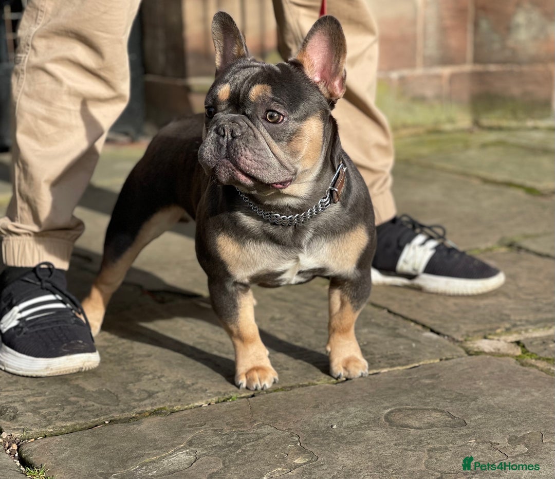 French Bulldog dogs for stud: Best producer known around  in Leigh - Image 6