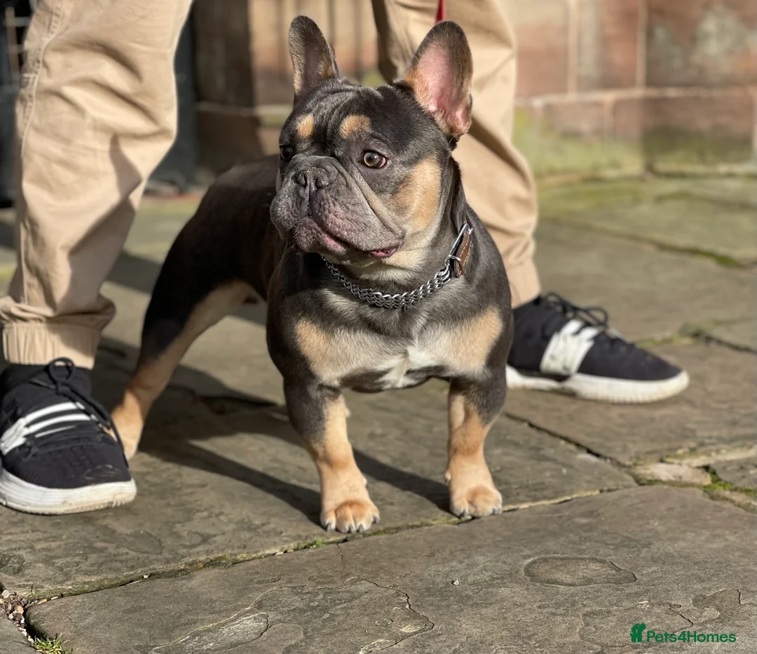 French Bulldog dogs for stud: Best producer known around  in Leigh - Advert 6