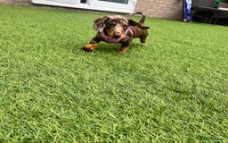 Miniature Dachshund dogs for sale: Lovely Miniature Dachshund Puppy - Image 7