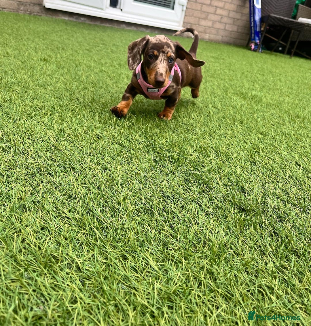 Miniature Dachshund dogs for sale: Lovely Miniature Dachshund Puppy - Image 7