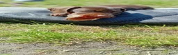Miniature Dachshund dogs for sale: Stunning Chocolate & Tan Miniature Dachshund - Advert 6