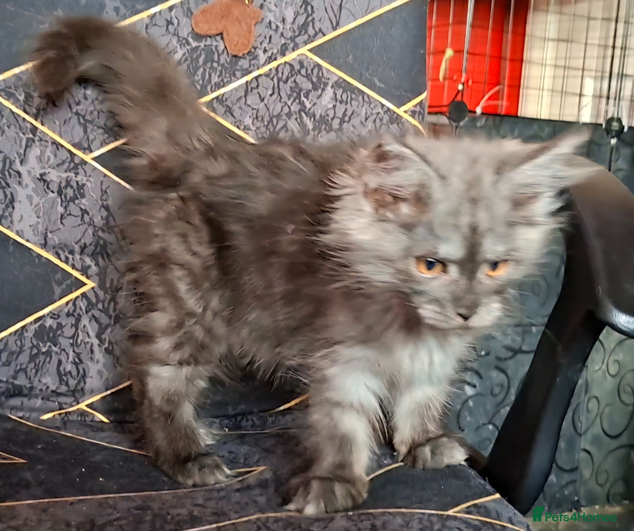 Maine Coon cats Pedigree Maine Coon Kittens in Manchester  - Advert 1
