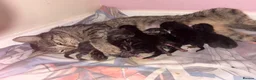 Mixed Breed cats for sale: Litter of 7 kittens  - Advert 19