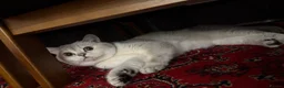British Shorthair cats for sale: Casper for rehoming - Advert 2