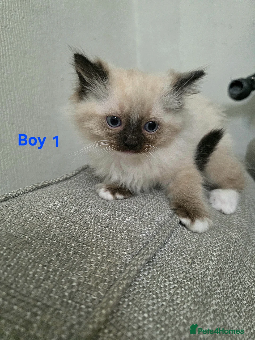 Ragdoll cats for sale: Beautiful Ragdoll X Kittens in Glasgow - Advert 2