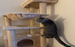American Shorthair cats for sale: 6 month old tabby  - Image 3