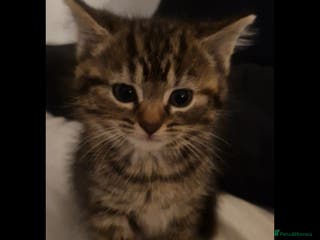 Mixed Breed cats Bengal cross kittens - Advert 10