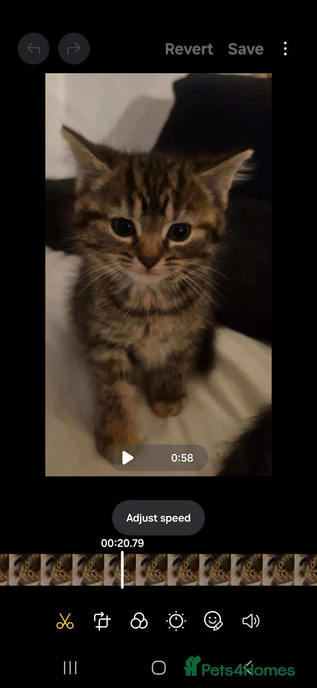 Mixed Breed cats for sale: Bengal cross kittens  - Advert 1