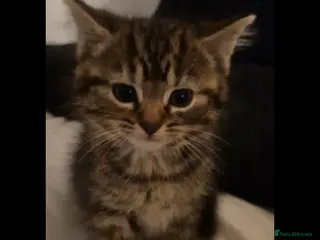 Mixed Breed cats Bengal cross kittens - Advert 15