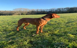 Hungarian Vizsla dogs for sale: Gorgeous bouncy and healthy vizsla pups - Image 11