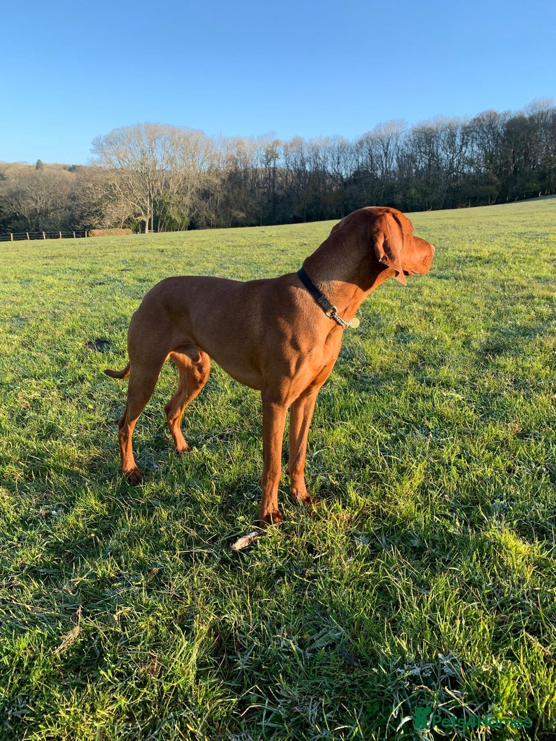 Hungarian Vizsla dogs for sale: Gorgeous bouncy and healthy vizsla pups - Image 11