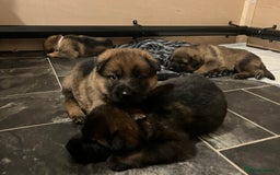 German Shepherd dogs for sale: KC German Shepherd Working line puppies 🐶  - Image 9