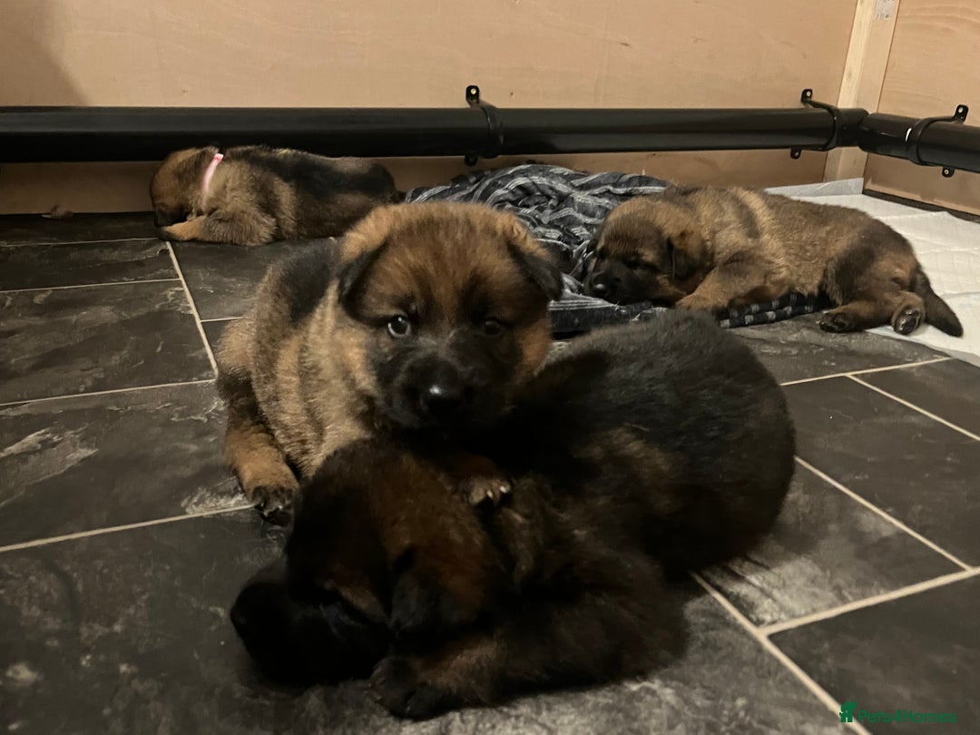 German Shepherd dogs for sale: KC German Shepherd Working line puppies 🐶  - Image 9