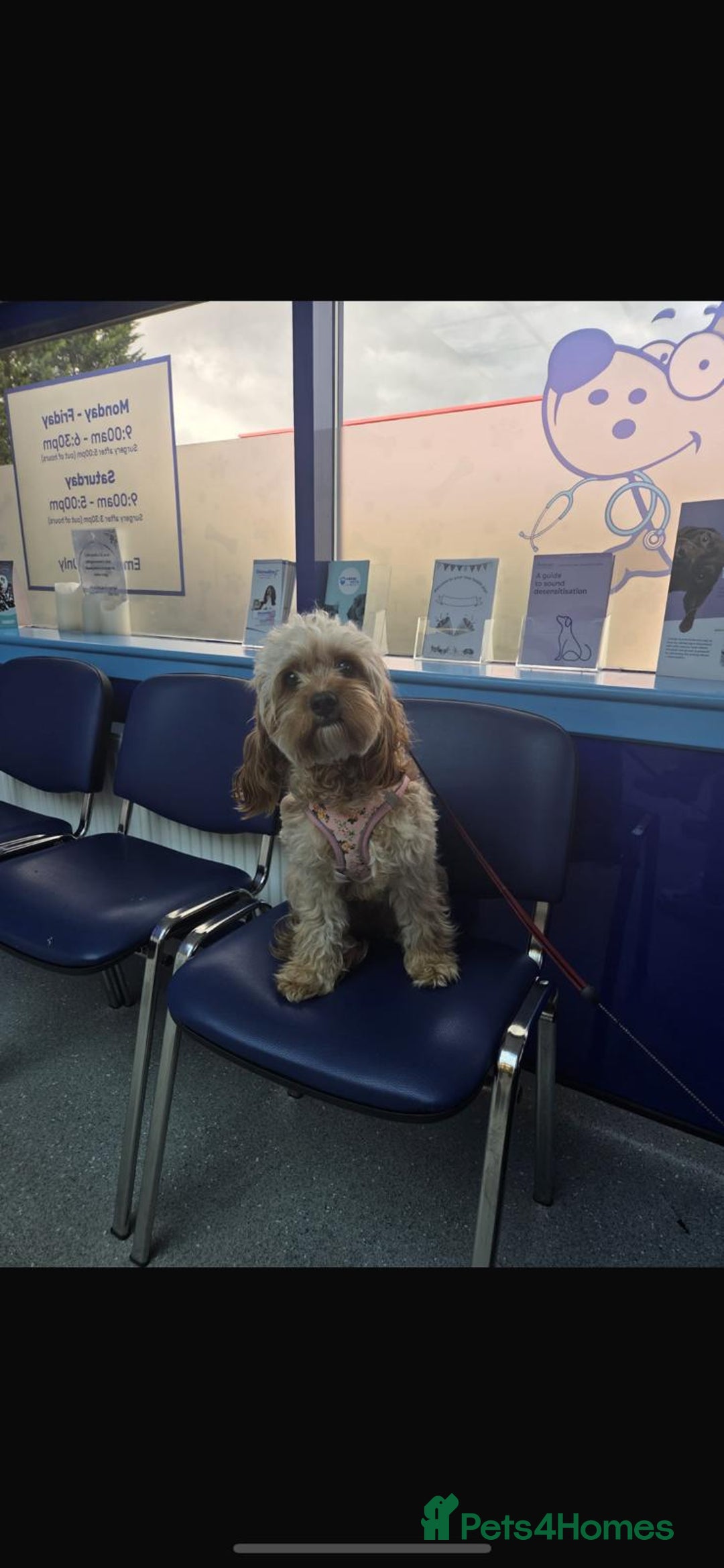 Cavapoo dogs for sale: Minature cavapoos - Advert 2